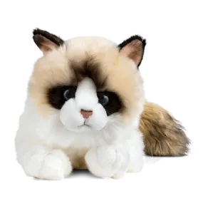 RAGDOLL CAT