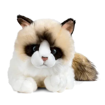 RAGDOLL CAT